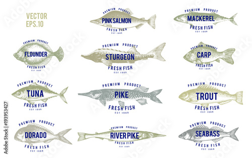 Hand drawn illustrations of fish with names in retro style over white background. Vector logo templates. Labels can be use for restaurant menu fish shop market.