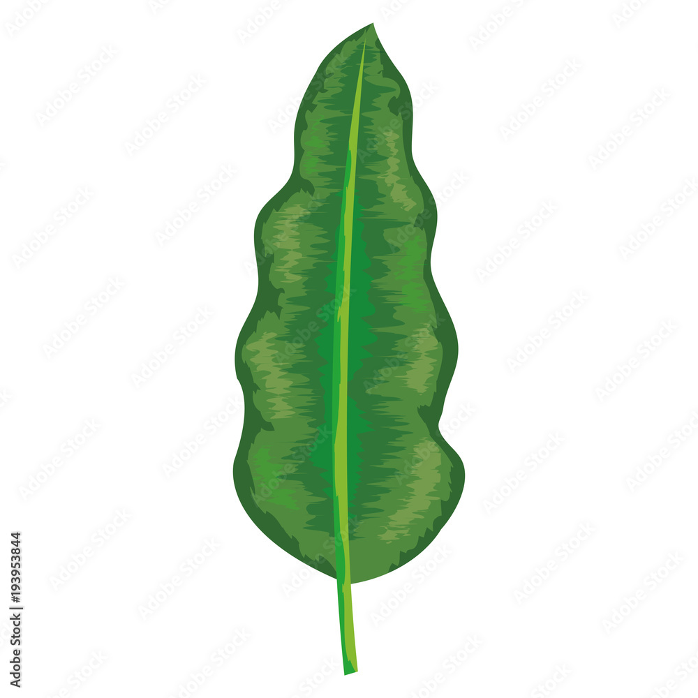 tropical leaf palm icon vector illustration design tropical leaf palm icon vector illustration design