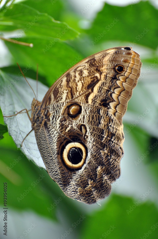 Obraz premium Bananenfalter