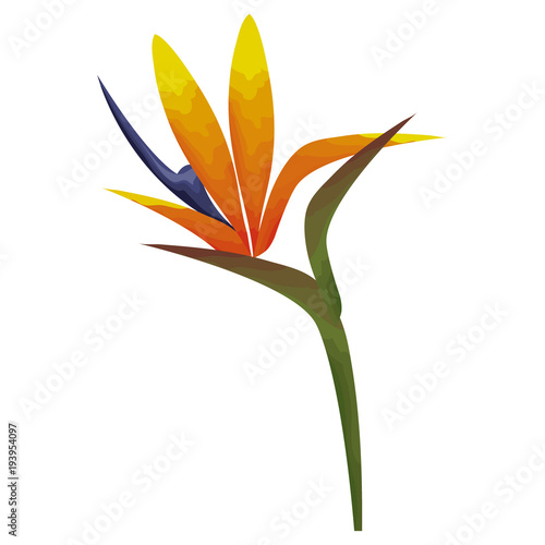 tropical and exotic heliconia vector illustration design