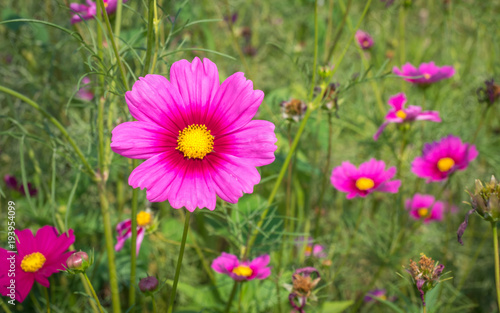 Cosmos Flower Field 04