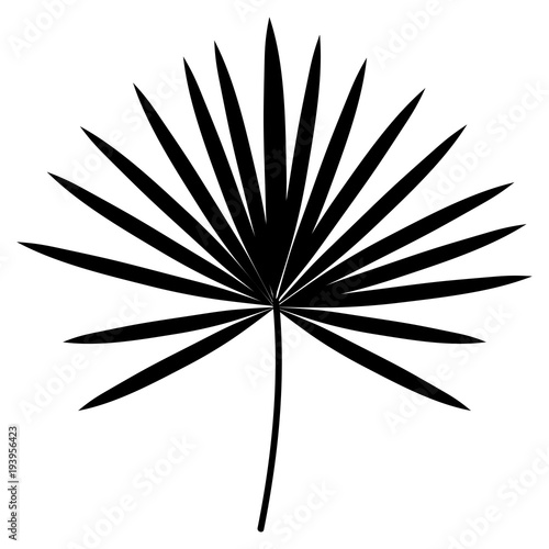 tropical leaf palm icon vector illustration design