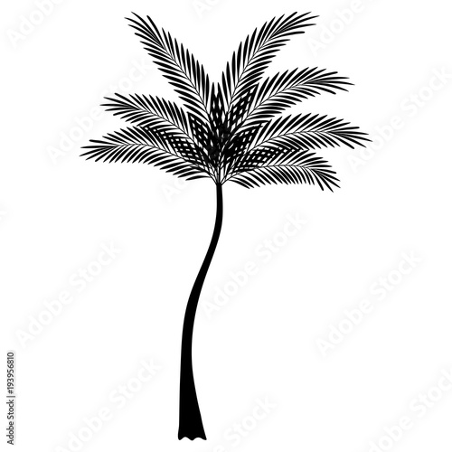 tropical tree palm icon vector illustration design