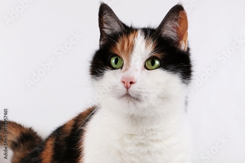 süßes buntes katzenportrait im studio photo