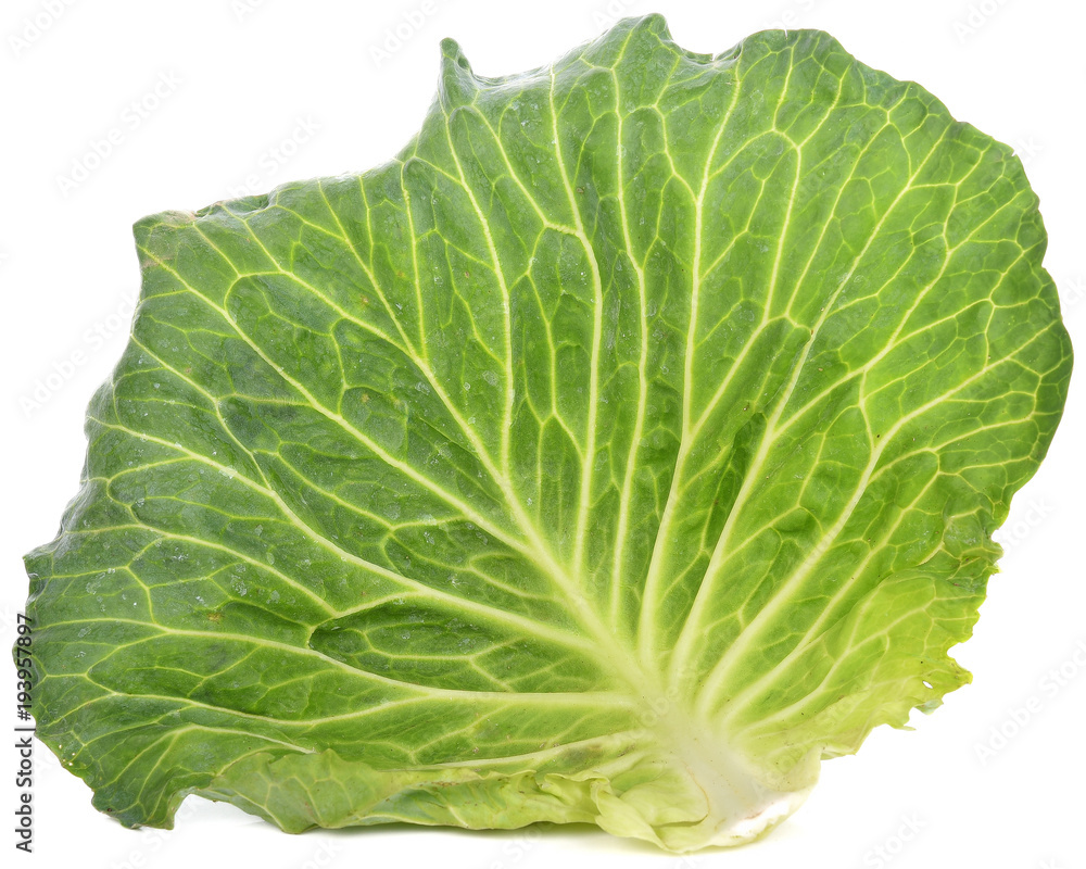 cabbage leaf against white background cabbage leaf against white background