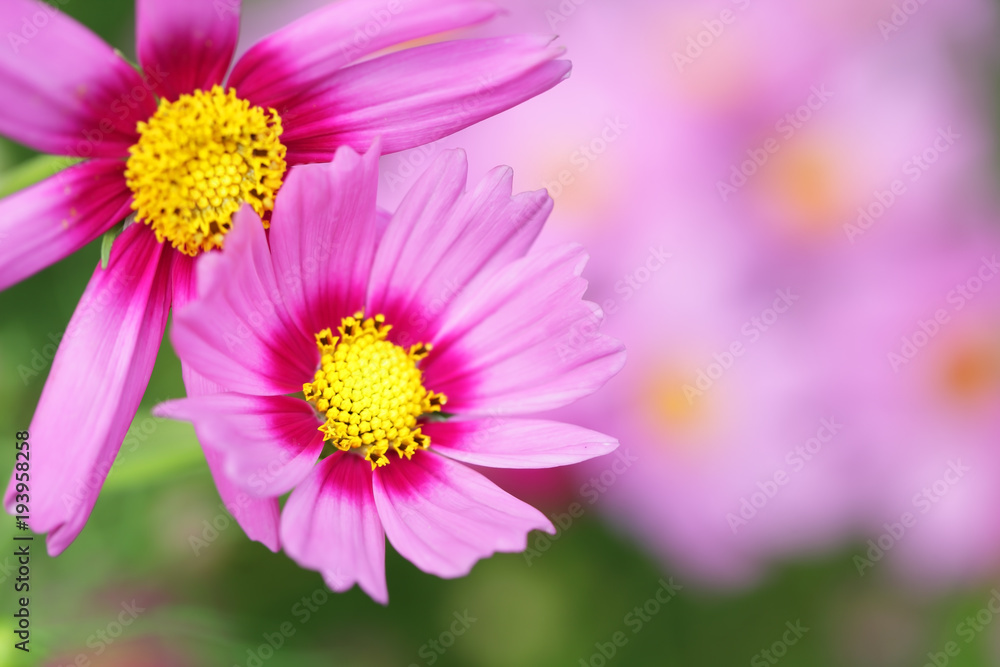 beautiful blooming cosmos flower background