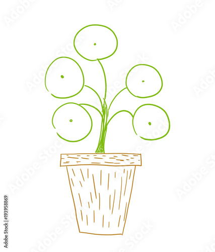 Pilea money plant