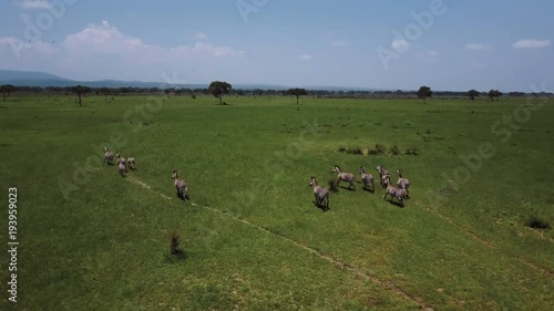 AERIAL: Zebras in Tanzania safari Mikumi