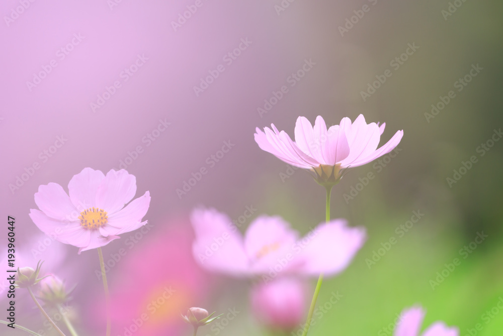 秋桜 秋桜
