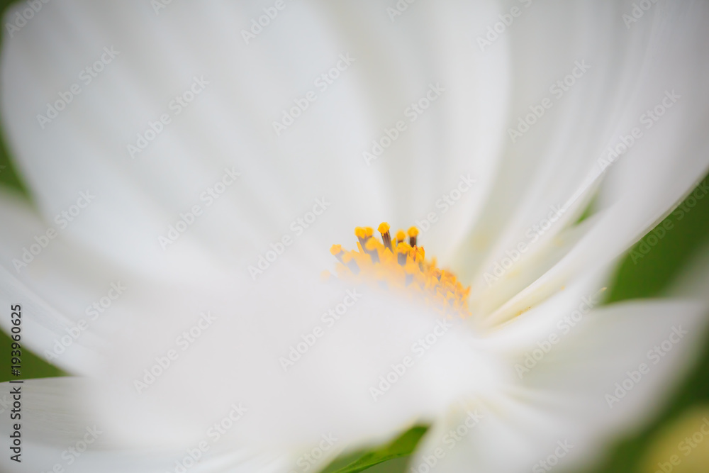 Obraz premium 秋桜