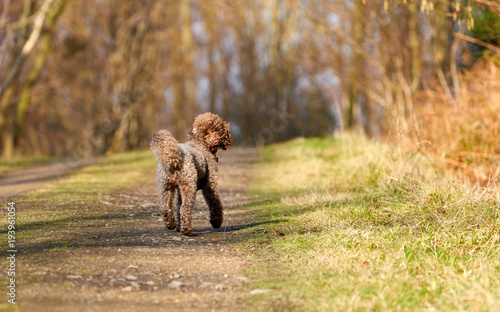 Brown Miniature Poodle looking back while walking along a country lane and having fun at sunset in the countryside