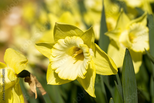 Fototapeta Naklejka Na Ścianę i Meble -  close-up yellow narcissus