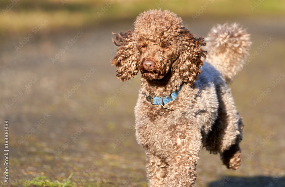 Brown Miniature Poodle sprinting along a country lane and having fun at sunset in the countryside