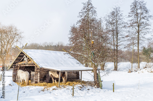 kleine Pferde im Winterstall © Angelika Bentin