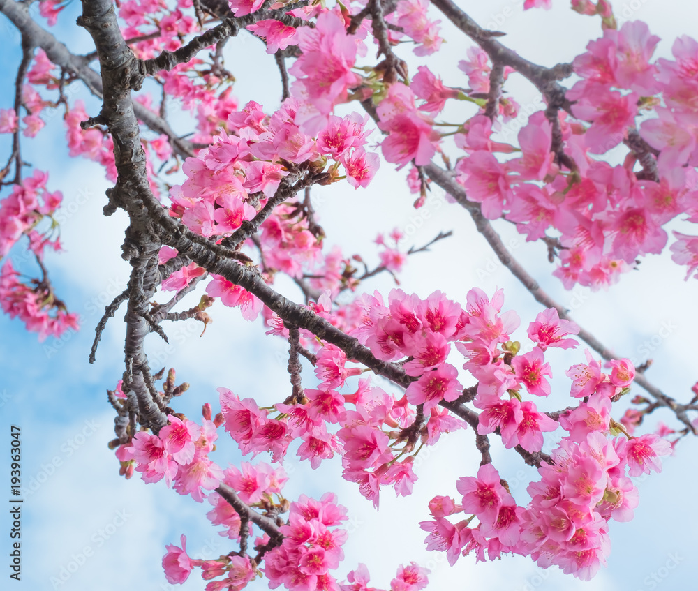 沖縄に咲く紅いヒカンザクラ 桜 寒緋桜 Stock 写真 Adobe Stock 沖縄に咲く紅いヒカンザクラ 桜 寒緋桜 Stock 写真 Adobe Stock