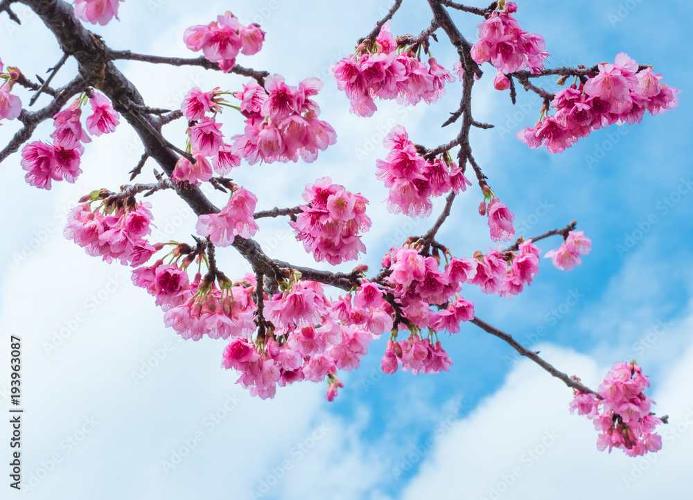 Obraz premium 沖縄に咲く紅いヒカンザクラ、桜、寒緋桜