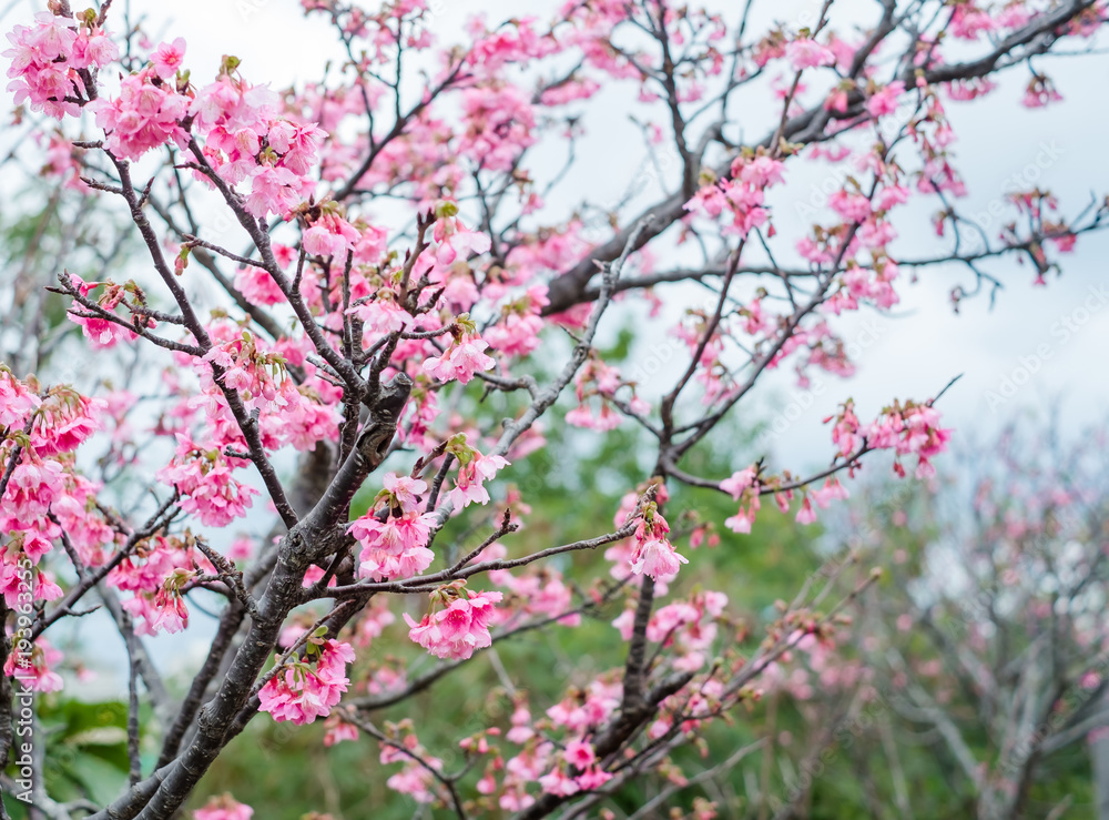 沖縄に咲く紅いヒカンザクラ、桜、寒緋桜