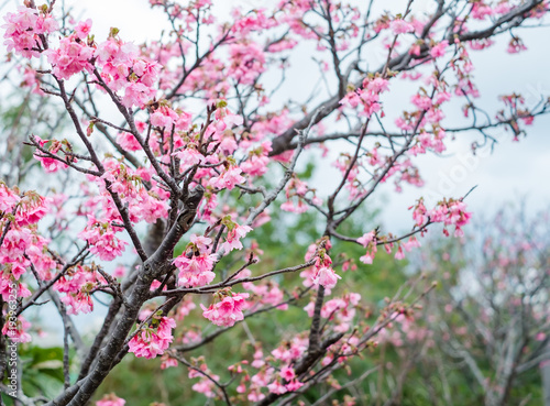 Wallpaper Mural 沖縄に咲く紅いヒカンザクラ、桜、寒緋桜 Torontodigital.ca