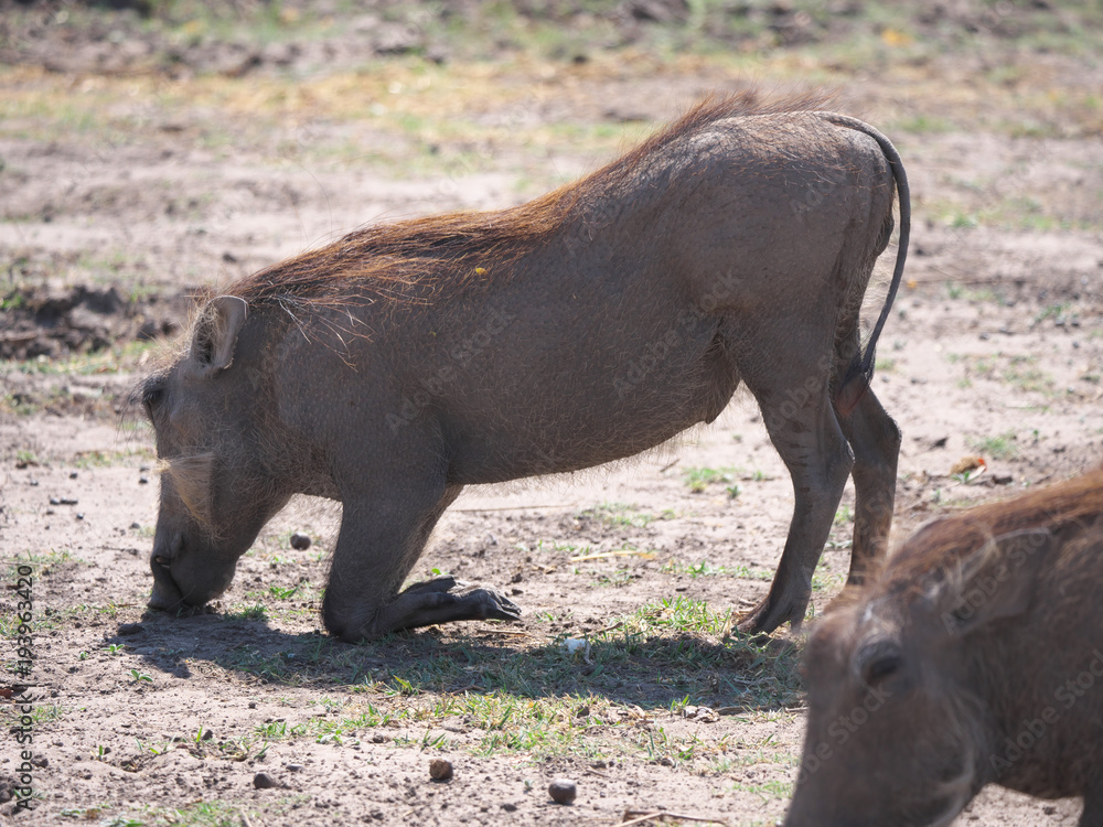 Chobe national park,Botswana-August 18, 2016: warthog in the Chobe national park, Botswana Chobe national park,Botswana-August 18, 2016: warthog in the Chobe national park, Botswana