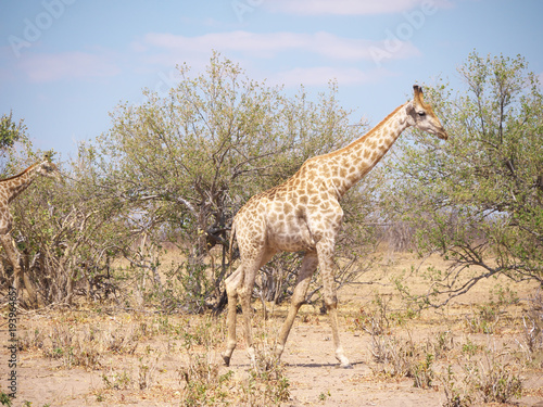 Chobe national park Botswana-August 18  2016   in the Chobe national park  Botswana