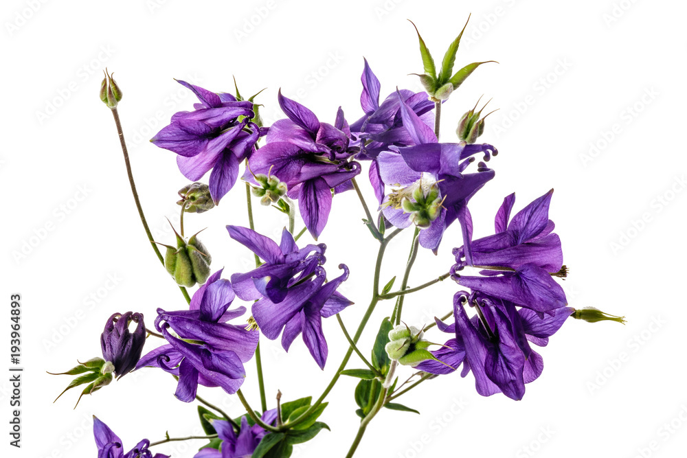 Flowers of Aquilegia isolated on a white background
