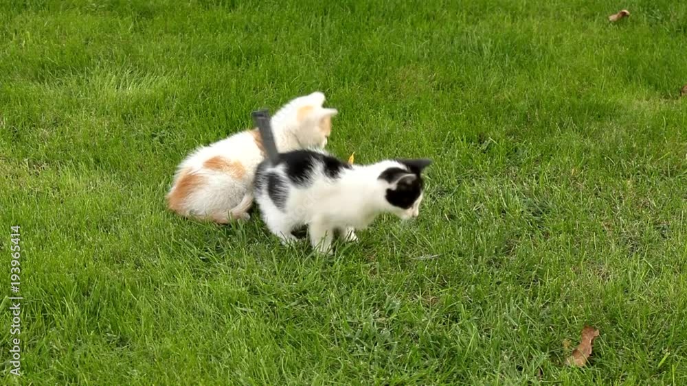 Kittens playing on the grass
