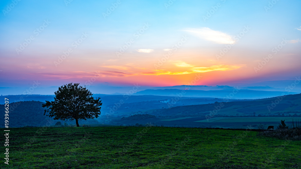 Lonely tree in field at sunset time Lonely tree in field at sunset time
