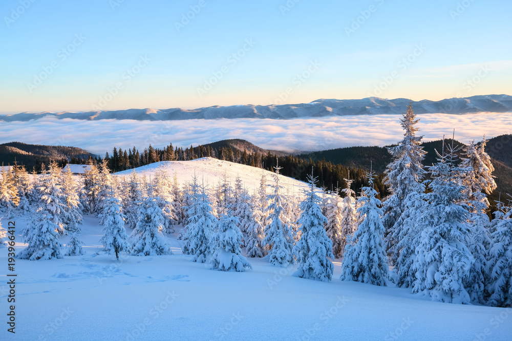 Mountains in a foggy morning and snow-covered green Christmas trees.Marvelous winter background. Beautiful Christmas holliday in the mountain. Winter landscape for leaflets.
