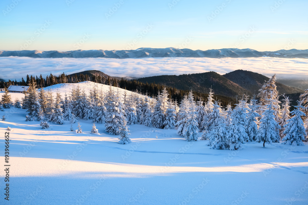 Obraz premium Snowy trees stand on the lawn under the sun. The high mountains are covered with snow. A beautiful winter day.