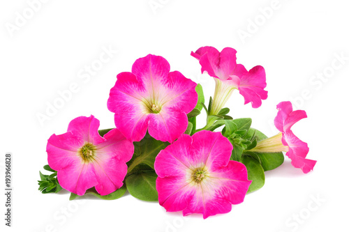 Pink surfinia flowers photo