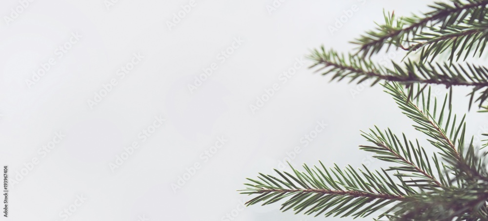 Obraz premium Spring background with spruce for text