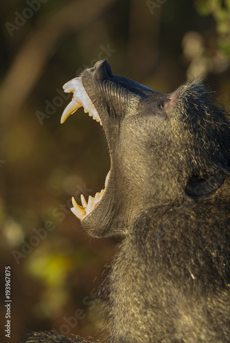 Baboon yawn, Africa photo