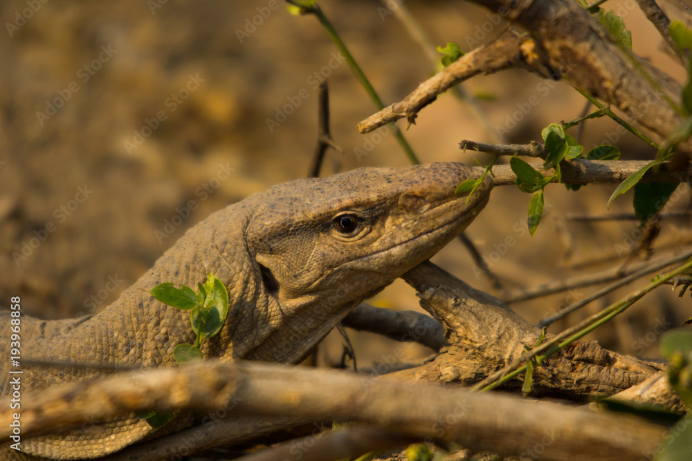 The monitor lizard in keoladeo national park. Stock Photo | Adobe Stock