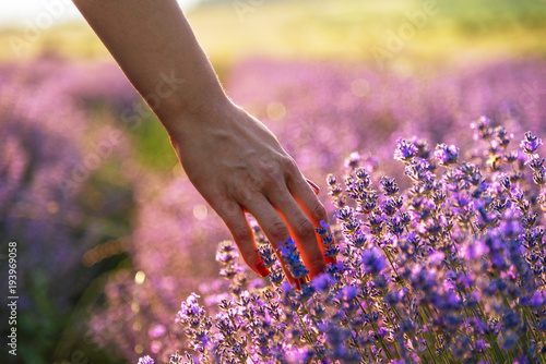 Fototapeta Naklejka Na Ścianę i Meble -  Touching the lavender.
