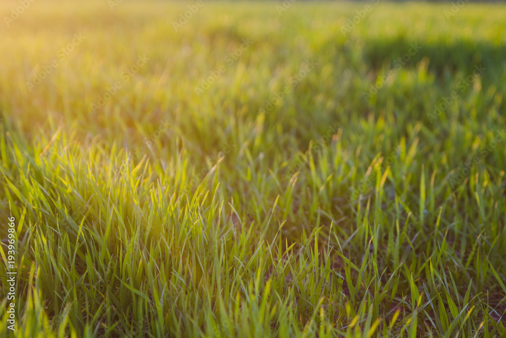 Green grass in sunlight background