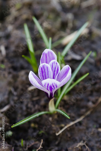 Purple crocus flower