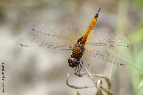 Image of Asian Amberwing dragonfly(female)/Brachythemis contaminata on a branch on nature background. Insect. Animal © yod67