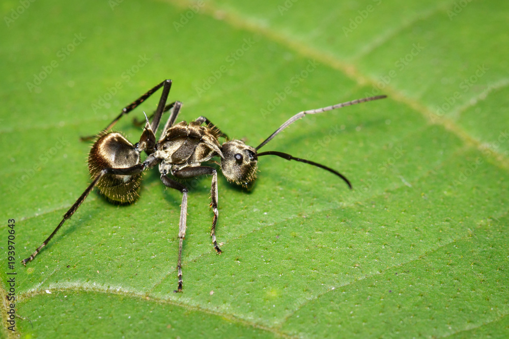 Image of an ant (Polyrhachis dives) on green leaf. Insect. Animal. Image of an ant (Polyrhachis dives) on green leaf. Insect. Animal.