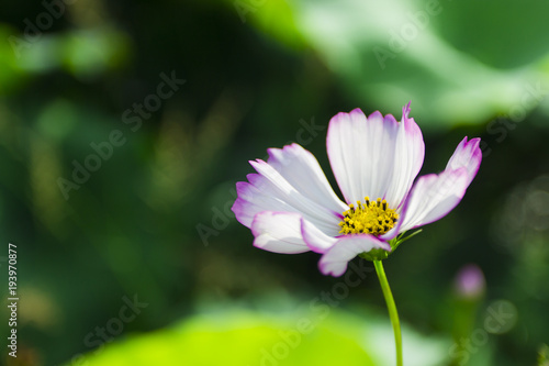 Outdoor small wildflowers close-up