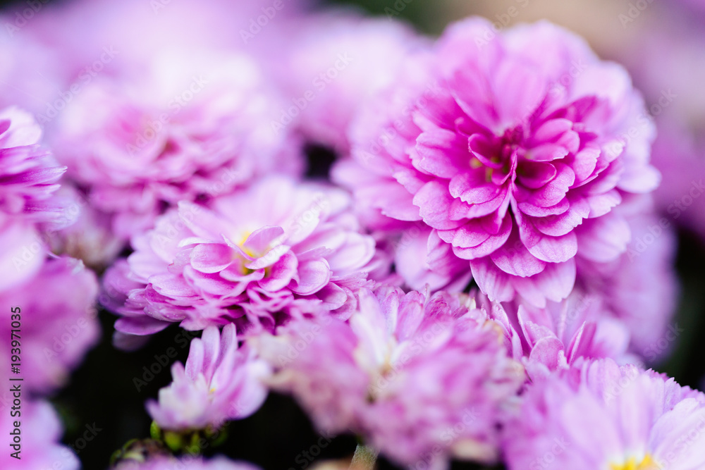 Pink chrysanthemum flowers macro image Pink chrysanthemum flowers macro image