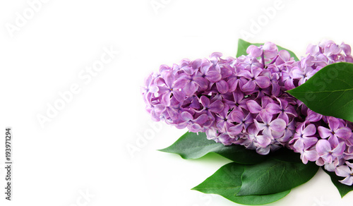 Lilac branch isolated on white background