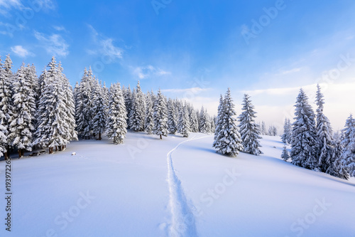 On a frosty day among high mountains are magical trees covered with white fluffy snow against the magical winter landscape. Scenery for the tourists. The wide trail leads to the forest.