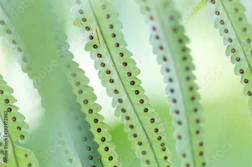 Backgrouds of Fern and Sporangium.