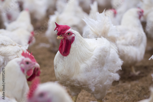 Poultry farm business for the purpose of farming meat or eggs for food from chicken (Farming)