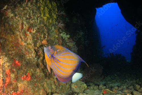 Fish underwater coral reef