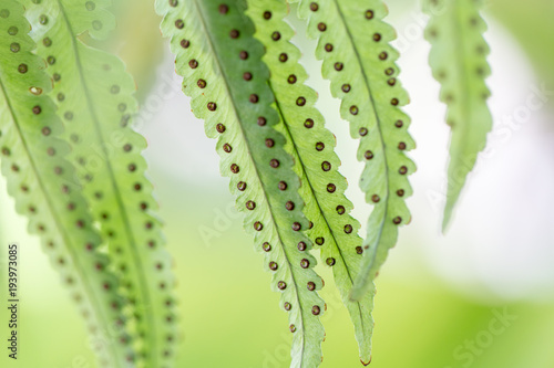 Backgrouds of Fern and Sporangium. photo