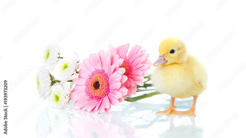 baby duck beside flowers