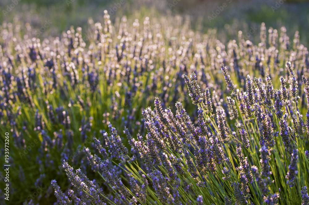 Naklejka premium Lavandula or lavender, a typical plant of the Provence