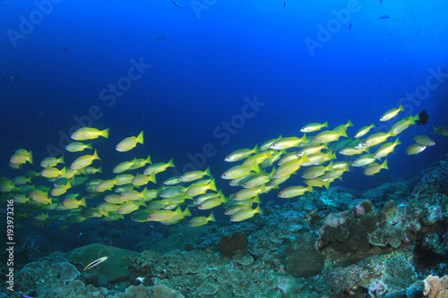 Fish underwater coral reef