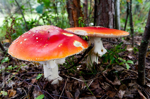 Amanita mushrooms in the autumn forest